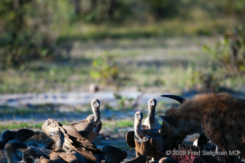 20090617_180016 D300 X1.jpg - Hyena Feeding Frenzy, Part 2.  The vultures are finally ignoring the hyena and starting to feed intermittently.